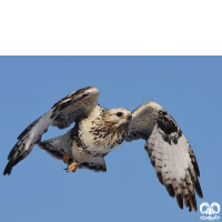 گونه سارگپه پرپا Rough-legged Buzzard